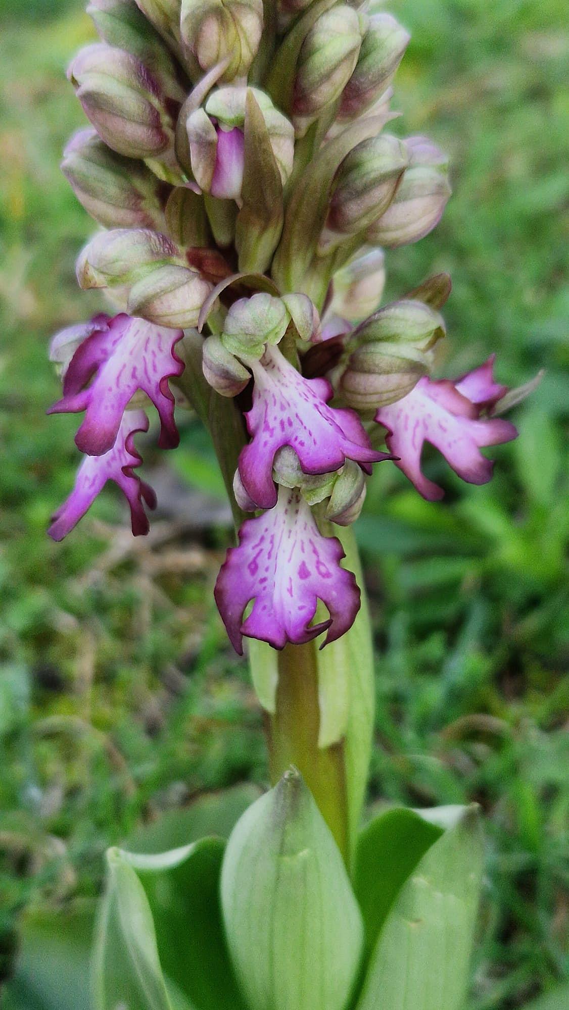 Barlia robertiana a Roma � 10 febbraio 2026.
